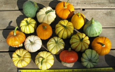 Rau quả tí hon: Sốt nhưng có tốt?