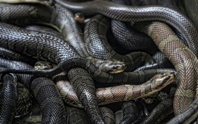 Xem: Lột rắn lấy da làm hàng hiệu