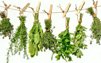 Giải độc bằng cây thuốc quanh nhà