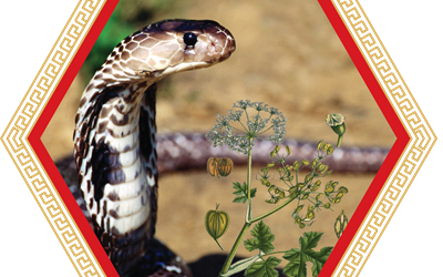 Rắn hổ mang - 'Cứu tinh' cho người bệnh khớp?