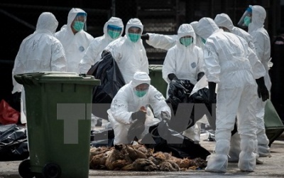 Hong Kong tiêu hủy gà, tạm ngừng nhập khẩu vì dịch cúm