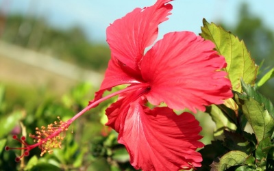 Bí quyết chữa bệnh bằng hoa của Ấn Ðộ