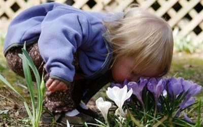 Chơi hoa ngày Tết: Không cẩn thận 'chết con'!