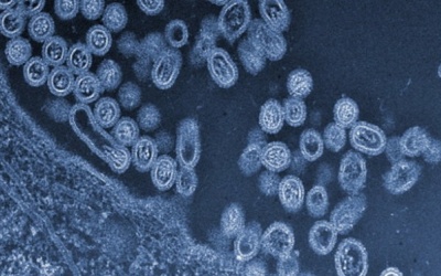 ​Virus cúm H7N9 đang nguy hiểm hơn