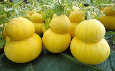 Lựa chọn quà Tết Ất Mùi độc đáo