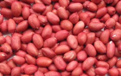 Phát hiện gần 700 tấn lạc nhập khẩu có côn trùng nguy hại