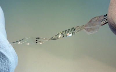 Cấy ghép mô điện giúp người liệt đi lại bình thường