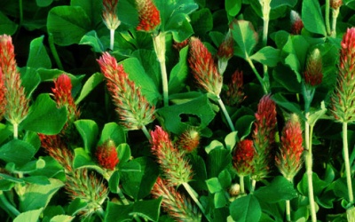 Mãn kinh nên dùng TPCN nào? (P1)