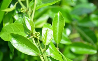 Chè dây - dược liệu quý trong điều trị bệnh dạ dày