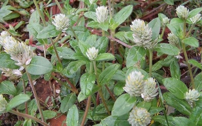 Cây nở ngày đất có tác dụng kháng khuẩn