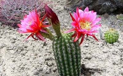 Niềm tin là gốc của mọi thành công