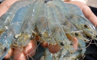 Tôm bơm tạp chất - cách nào để biết?