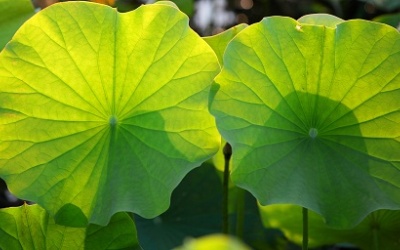 Không phải ai ăn lá sen cũng tốt!