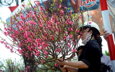 Chọn đào chuẩn cho Tết thêm tươi