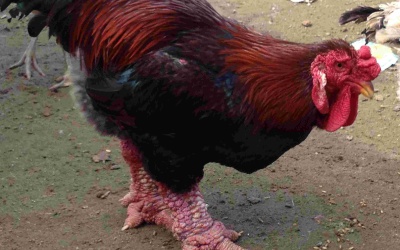 Giáp Tết, “gà đại gia” lên ngôi