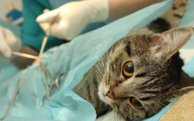 30 triệu đồng phẫu thuật giới tính cho... mèo