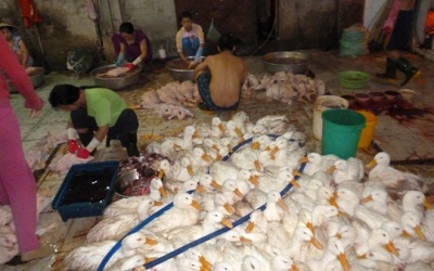 Nửa đêm 'đánh úp' lò mổ chui, thu hơn 1 tấn vịt