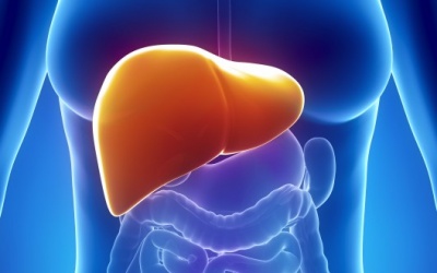 'Quạt mát' gan bằng atisô