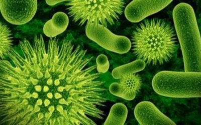 Immunepath-IP: Nguyên liệu cho sức khỏe trong thế kỷ 21