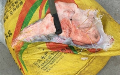 Hà Nội: bắt giữ và tiêu hủy 3,5 tấn nầm lợn không rõ nguồn gốc