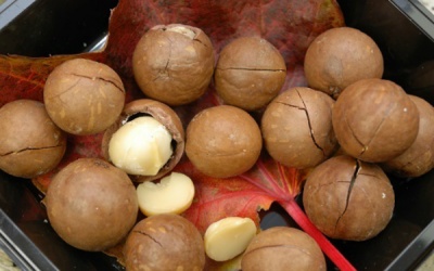 Công dụng bất ngờ của hạt maca