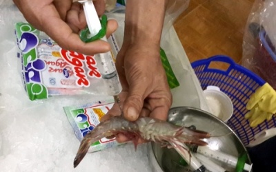 Phát hiện hai cơ sở kinh doanh thủy sản tiêm bột lạ vào tôm