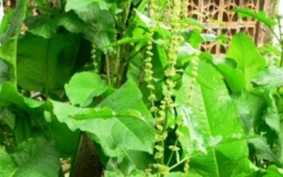 Chữa hắc lào, táo bón hiệu quả bằng cây chút chít