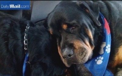 Chú chó khóc thương khi biết chó anh qua đời!