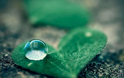 Ảnh đẹp mê hồn về thế giới thu nhỏ trong giọt nước