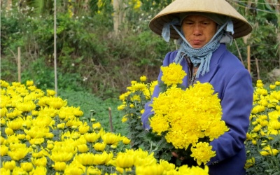 Nông dân lo mất Tết vì hoa bung nở