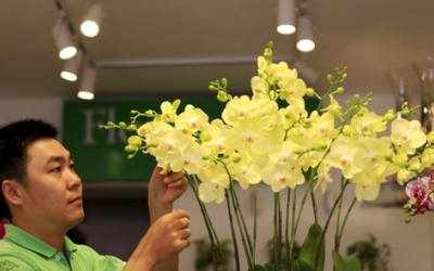 Thú chơi hoa lan Tết vài chục triệu đồng của đại gia Sài Gòn