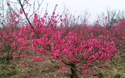 Năm nay, đào khóc, quất cười