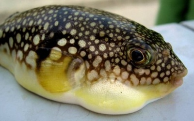 Nhận biết và phòng tránh ngộ độc cá nóc