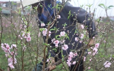 Xót xa cảnh người dân 'phá' vườn đào trước Tết