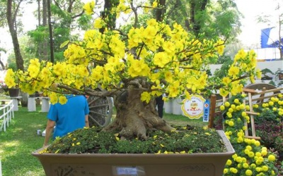 Dịch vụ cho thuê mai, đào, quất thi nhau hét giá