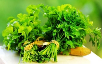 Bài thuốc hay từ cây rau mùi