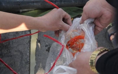 Muôn kiểu thả cá tiễn ông Táo về trời