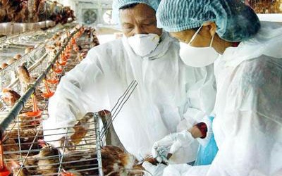 Hỗ trợ hàng trăm nghìn liều vaccine chống dịch bệnh