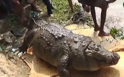 Cá sấu bách niên chết vì béo phì