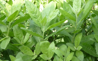 Công dụng chữa bệnh của cúc tần