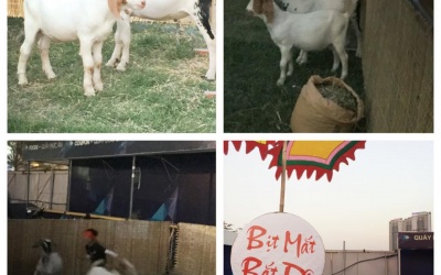 Dịch vụ 'độc' Tết Ất Mùi: Cho thuê dê chơi Tết