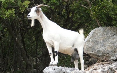 Đón Ất Mùi: Tìm hiểu 15 điều kỳ lạ về loài dê