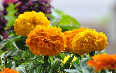 4 vị thuốc quý từ hoa ngày Tết