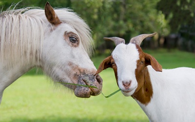 Cuộc trò chuyện giữa ngựa và dê