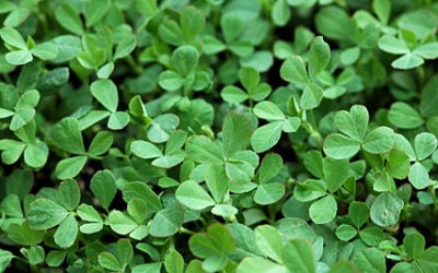 Cỏ cũng chữa đái tháo đường