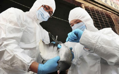 Lần đầu tiên ghi nhận cúm A(H9N2) ở người