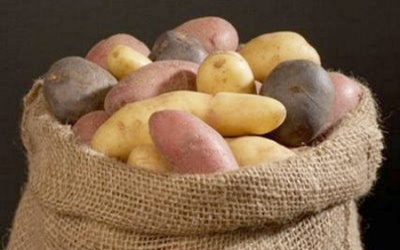 Chớ dại ăn khoai mọc mầm
