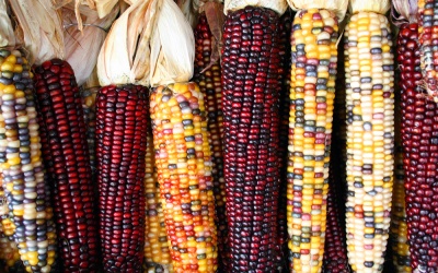  Ăn ngô: Lợi đơn lợi kép