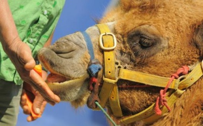 Thêm 21 người tử vong vì MERS-CoV