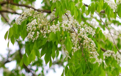 Hoa sưa nở trắng đường Hà Nội